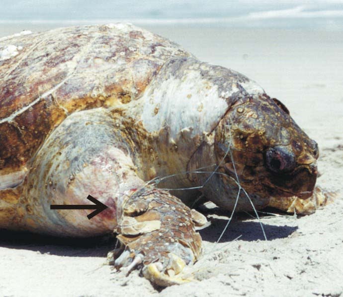 Think, Coastal fisheries reform group consider Coastal fisheries reform group refuse